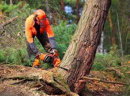 Reliable Frazeysburg, OH Tree Removal Solutions